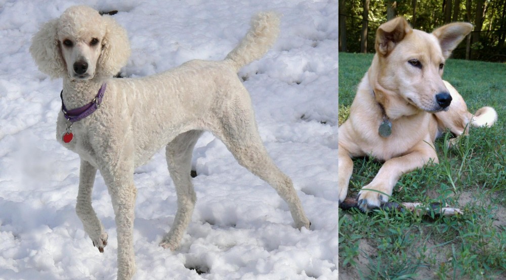 Carolina Dog vs Poodle - Breed Comparison