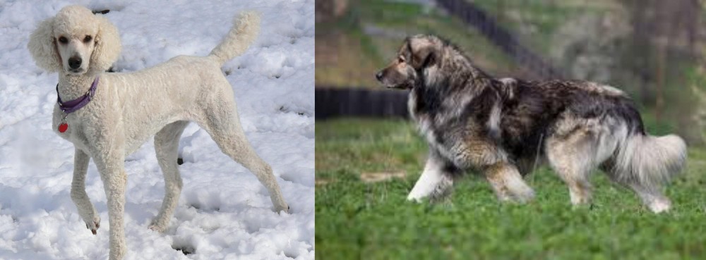 Carpatin vs Poodle - Breed Comparison