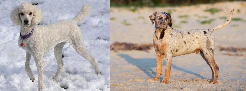 Catahoula Cur vs Poodle - Breed Comparison