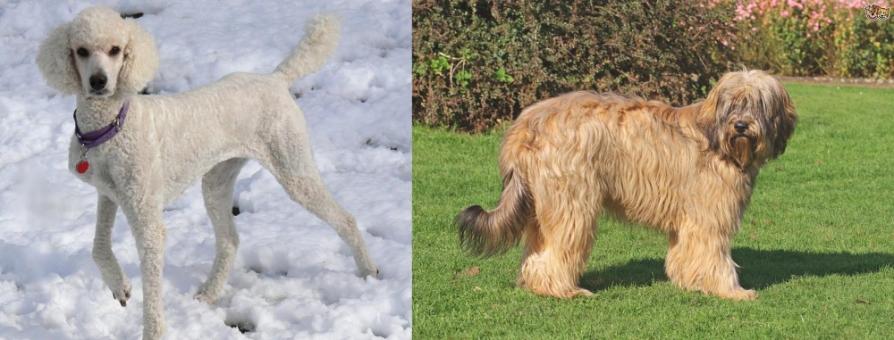 Catalan Sheepdog vs Poodle - Breed Comparison