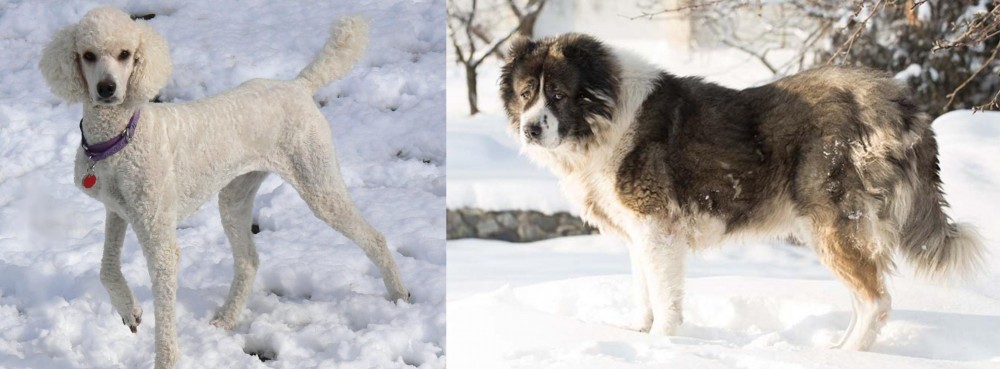 Caucasian Shepherd vs Poodle - Breed Comparison