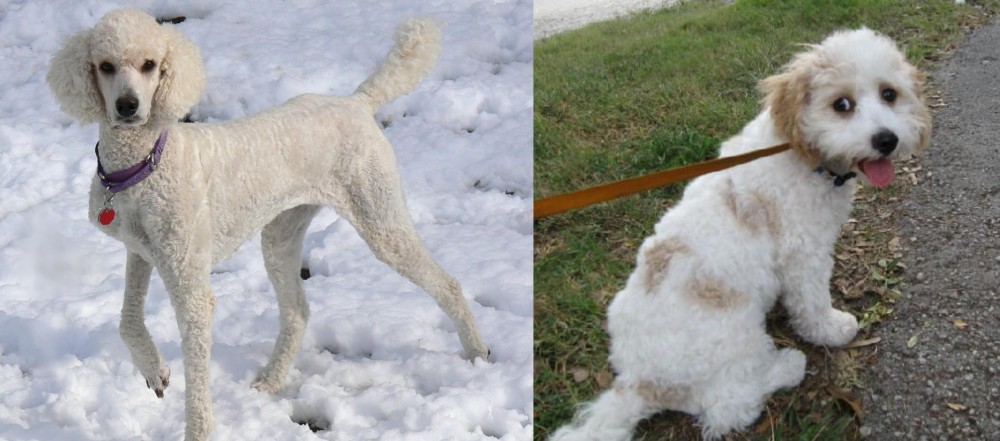 Cavachon vs Poodle - Breed Comparison
