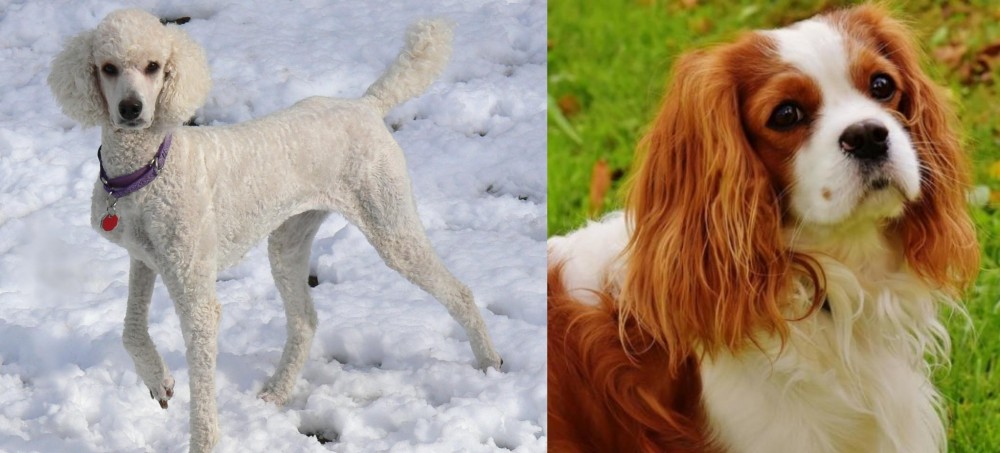 Cavalier King Charles Spaniel vs Poodle - Breed Comparison
