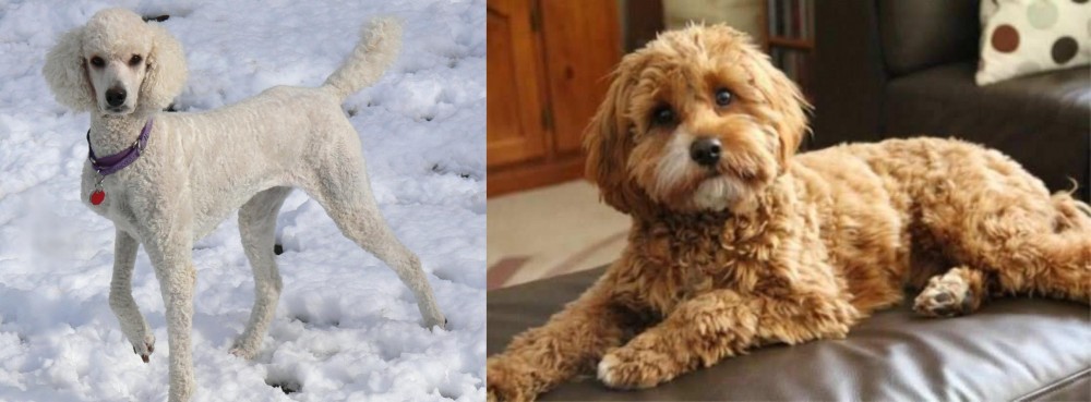Cavapoo vs Poodle - Breed Comparison