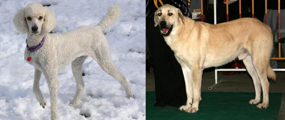 Central Anatolian Shepherd vs Poodle - Breed Comparison