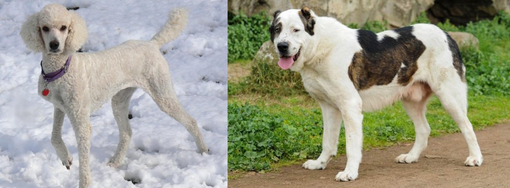 Central Asian Shepherd vs Poodle - Breed Comparison