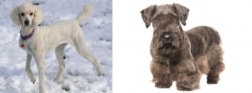 Cesky Terrier vs Poodle - Breed Comparison