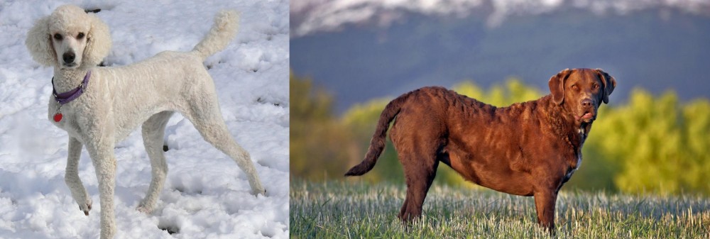 Chesapeake Bay Retriever vs Poodle - Breed Comparison