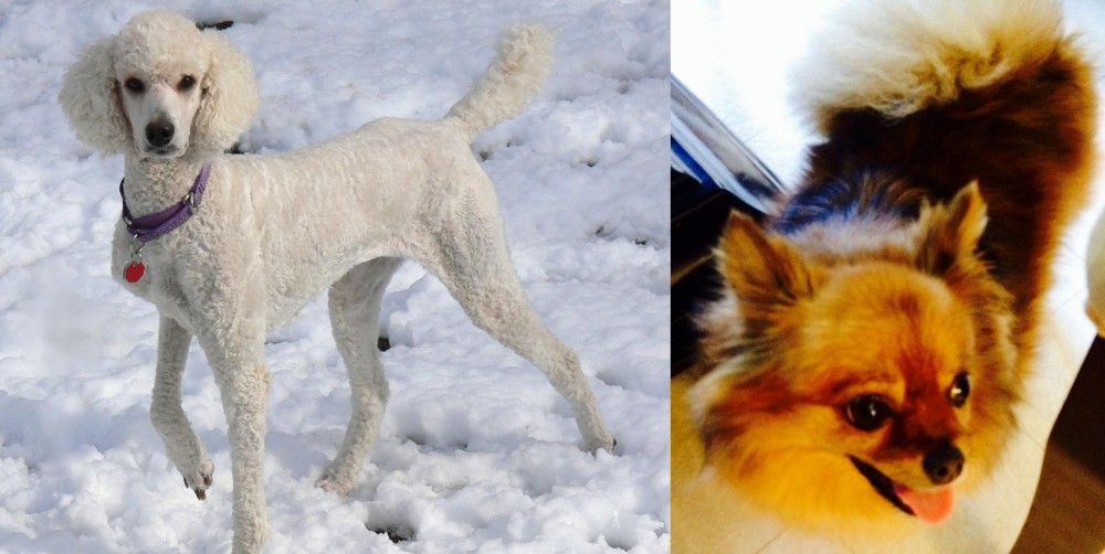 Chiapom vs Poodle - Breed Comparison
