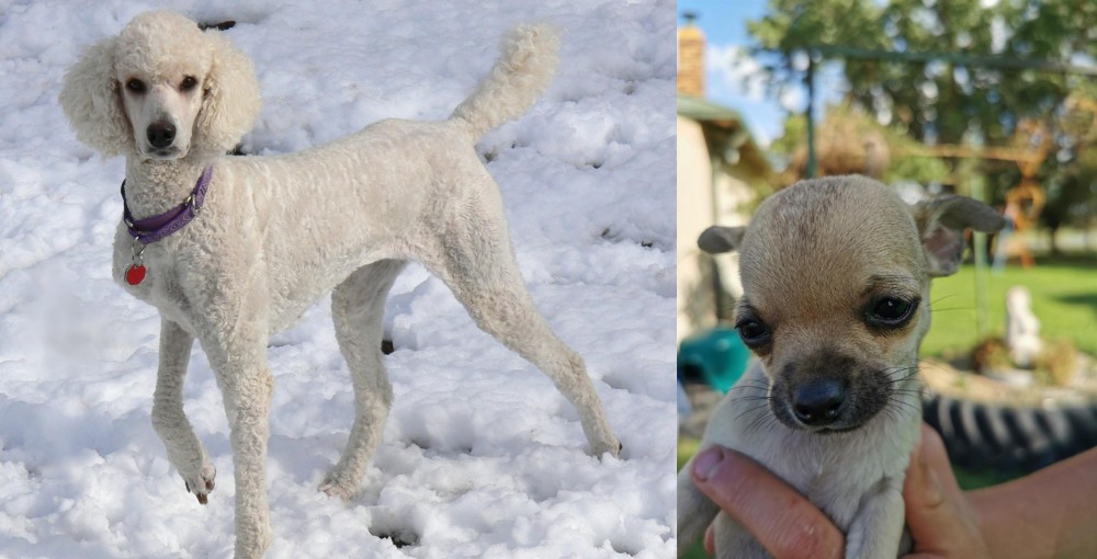 Chihuahua vs Poodle - Breed Comparison