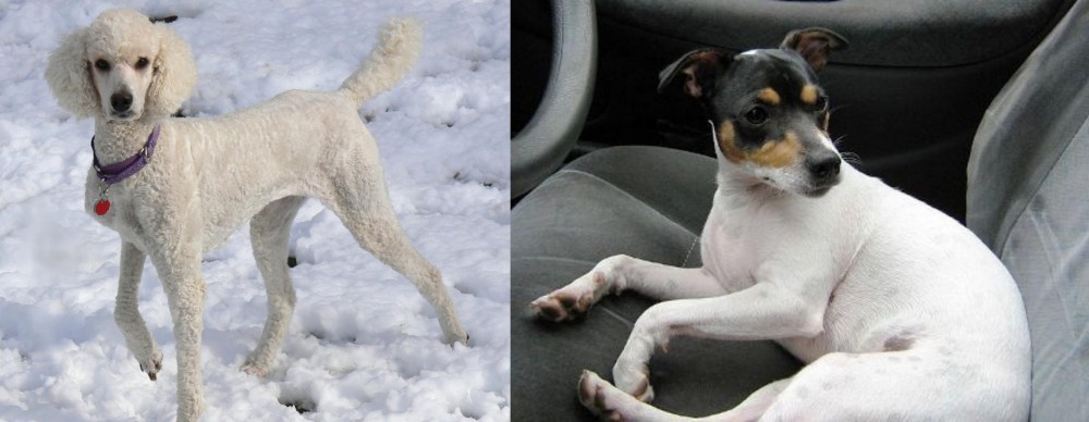 Chilean Fox Terrier vs Poodle - Breed Comparison