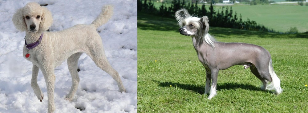 Chinese Crested Dog vs Poodle - Breed Comparison