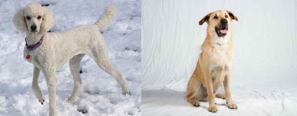 Chinook vs Poodle - Breed Comparison