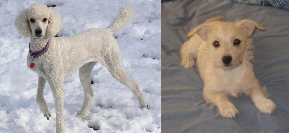Chipoo vs Poodle - Breed Comparison