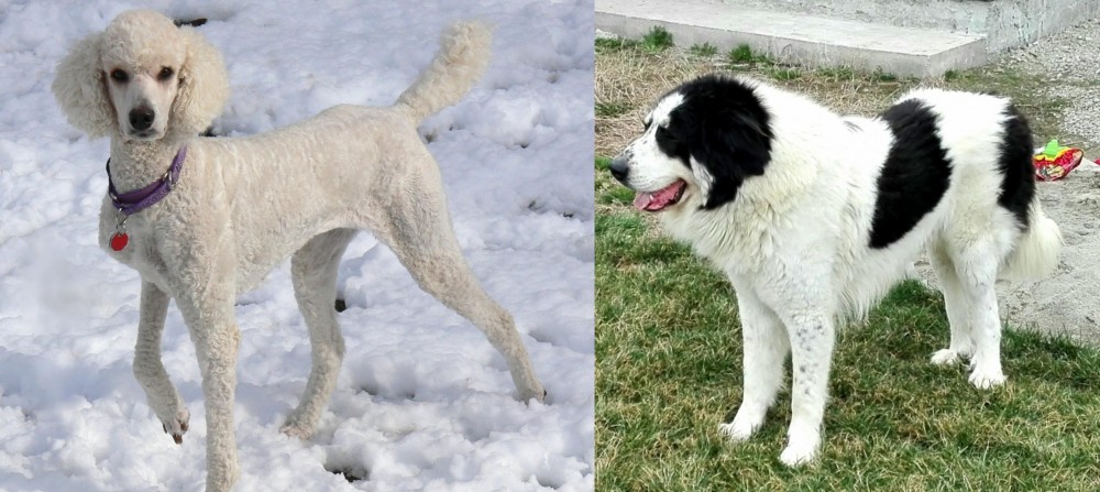 Ciobanesc de Bucovina vs Poodle - Breed Comparison