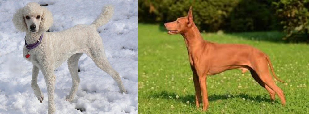 Cirneco dell'Etna vs Poodle - Breed Comparison