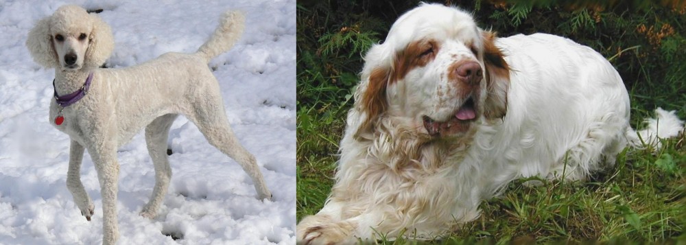 Clumber Spaniel vs Poodle - Breed Comparison