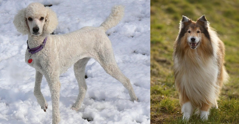Collie vs Poodle - Breed Comparison