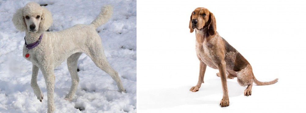 Coonhound vs Poodle - Breed Comparison