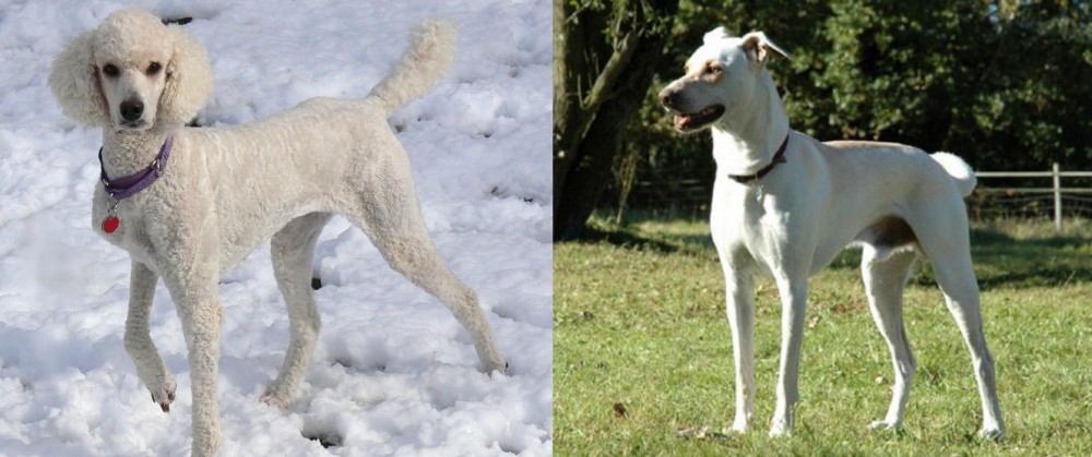Cretan Hound vs Poodle - Breed Comparison