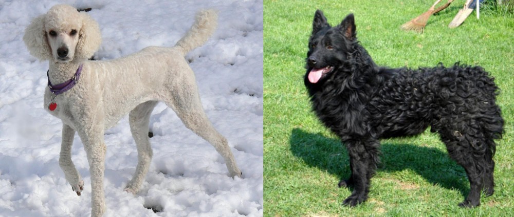 Croatian Sheepdog vs Poodle - Breed Comparison