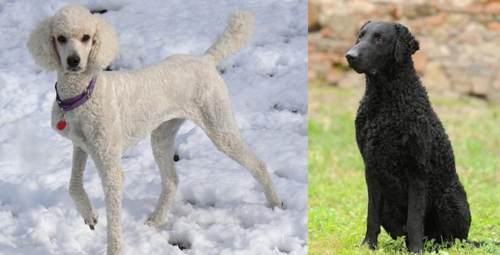 Curly Coated Retriever vs Poodle - Breed Comparison