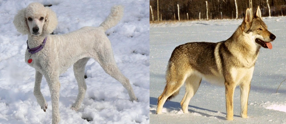 Czechoslovakian Wolfdog vs Poodle - Breed Comparison