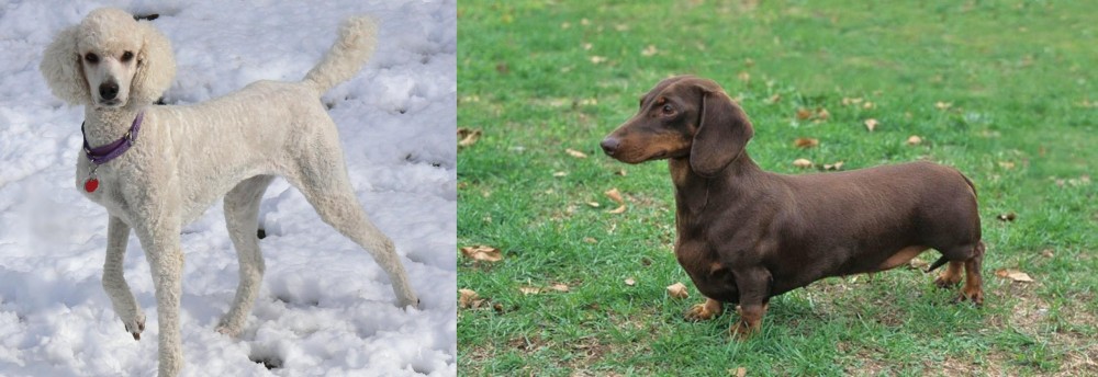 Dachshund vs Poodle - Breed Comparison