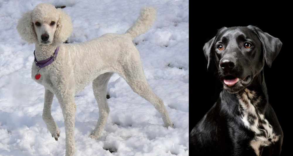 Dalmador vs Poodle - Breed Comparison