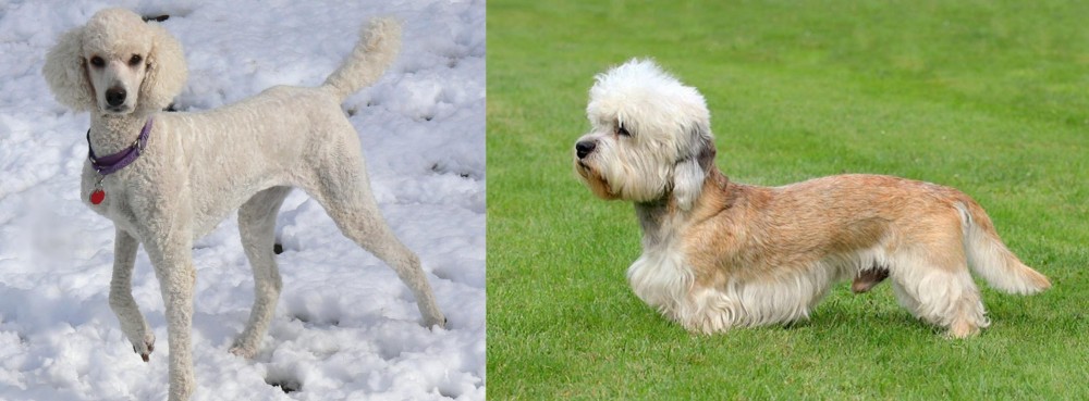 Dandie Dinmont Terrier vs Poodle - Breed Comparison
