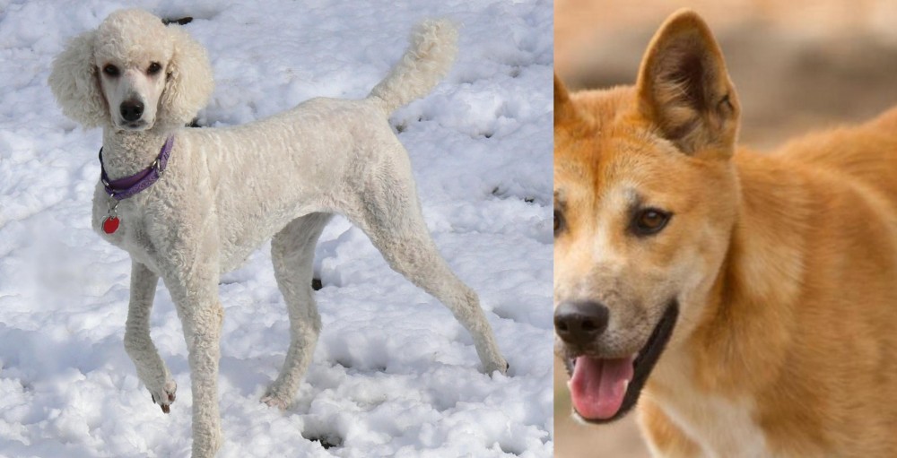 Dingo vs Poodle - Breed Comparison