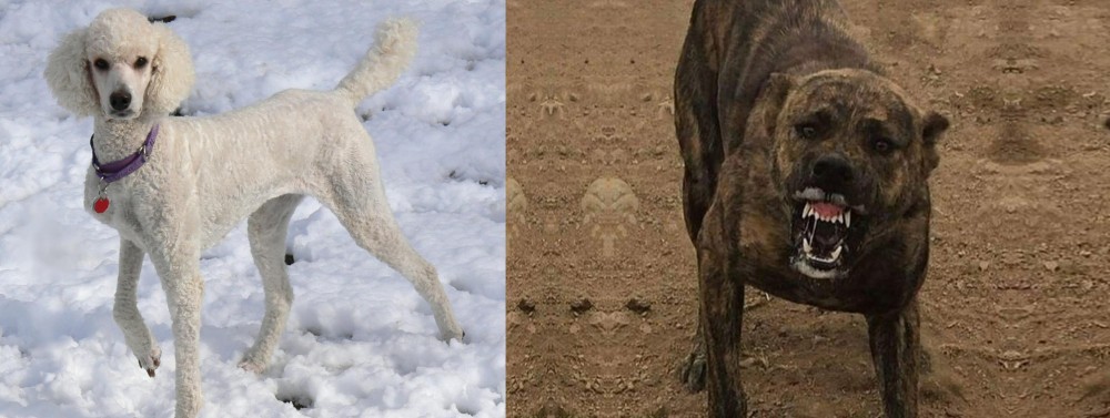 Dogo Sardesco vs Poodle - Breed Comparison