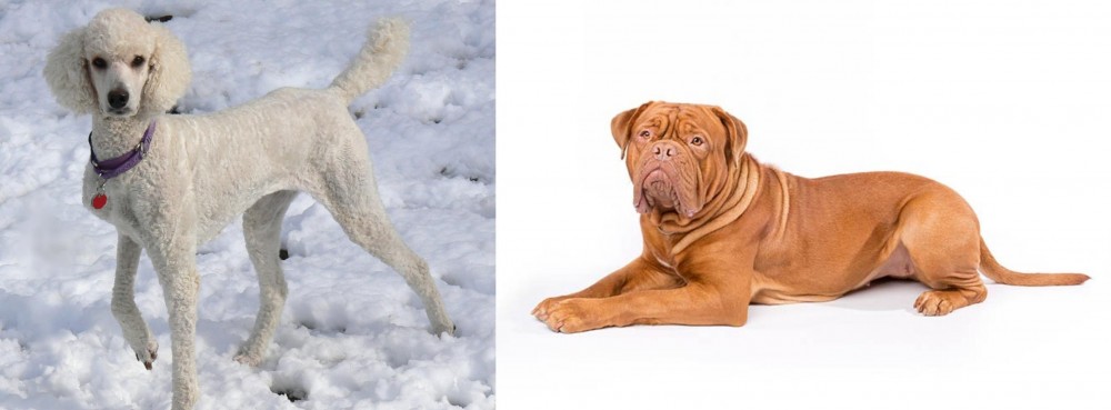 Dogue De Bordeaux vs Poodle - Breed Comparison
