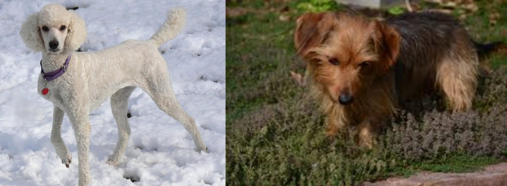 Dorkie vs Poodle - Breed Comparison