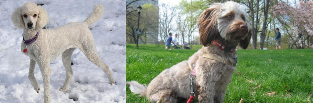 Doxiepoo vs Poodle - Breed Comparison