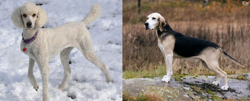 Dunker vs Poodle - Breed Comparison