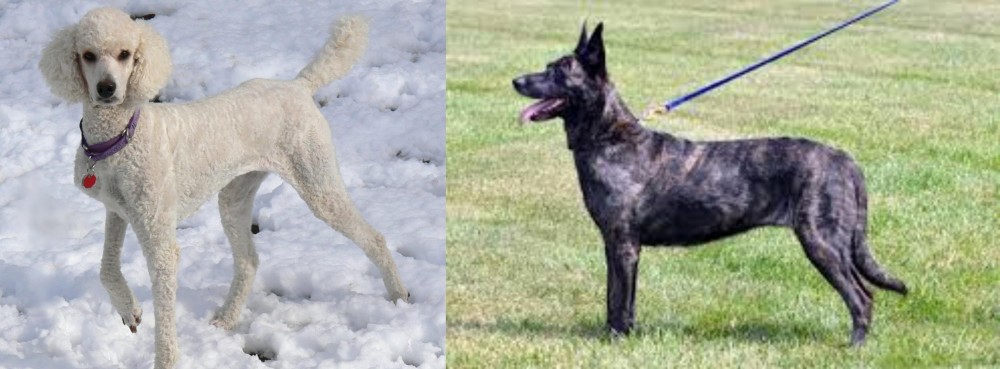 Dutch Shepherd vs Poodle - Breed Comparison