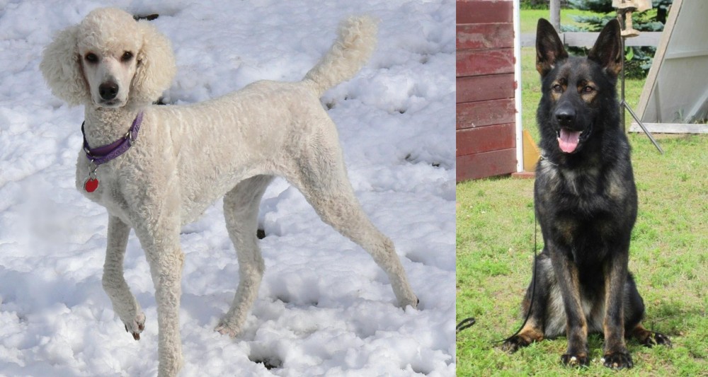 East German Shepherd vs Poodle - Breed Comparison
