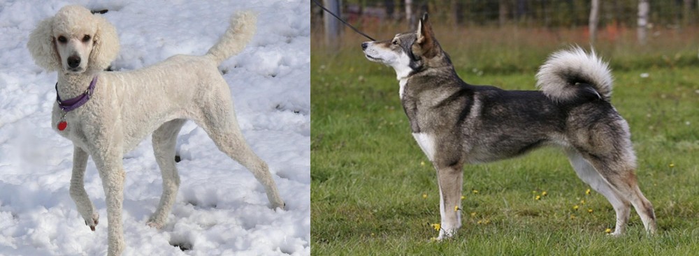 East Siberian Laika vs Poodle - Breed Comparison