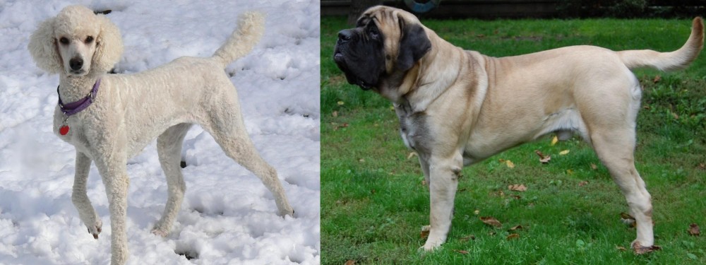 English Mastiff vs Poodle - Breed Comparison