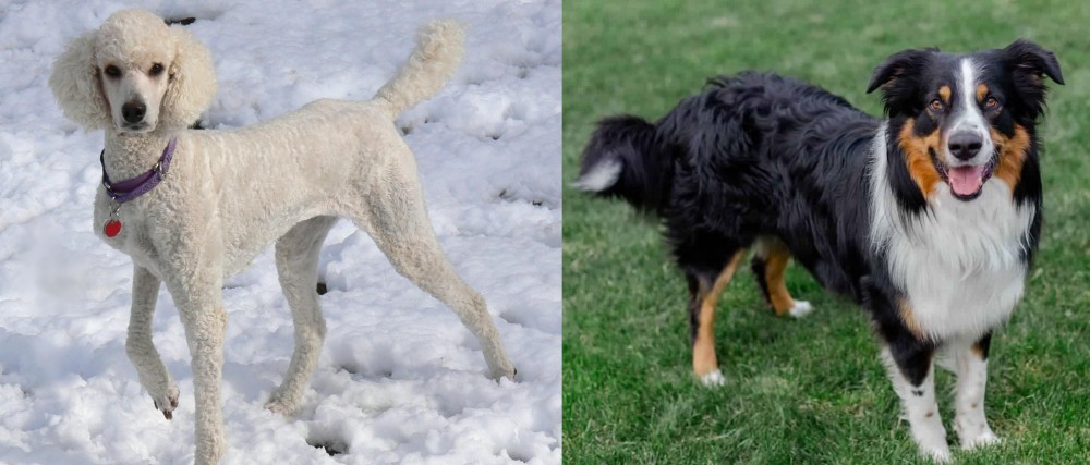 English Shepherd vs Poodle - Breed Comparison