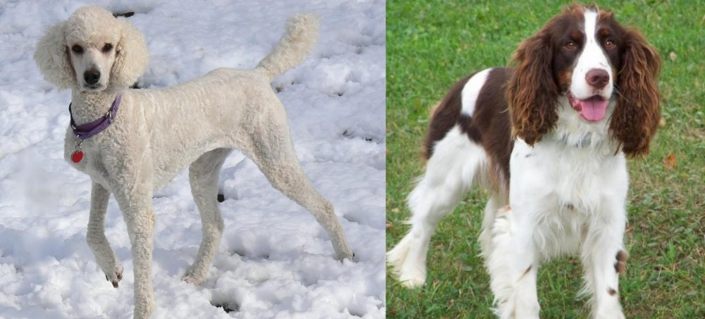 English Springer Spaniel vs Poodle - Breed Comparison