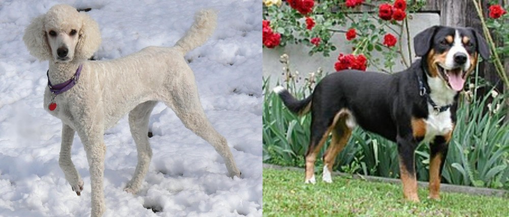 Entlebucher Mountain Dog vs Poodle - Breed Comparison