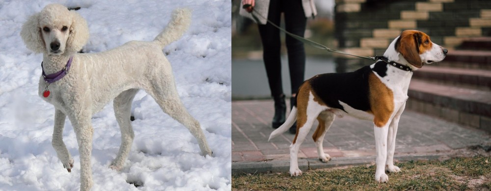 Estonian Hound vs Poodle - Breed Comparison