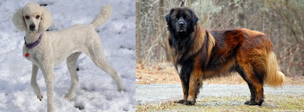 Estrela Mountain Dog vs Poodle - Breed Comparison
