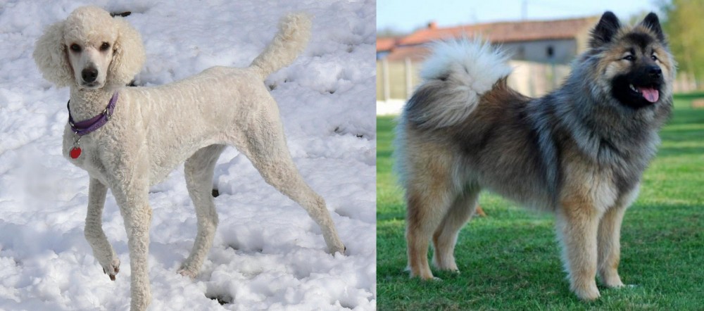 Eurasier vs Poodle - Breed Comparison