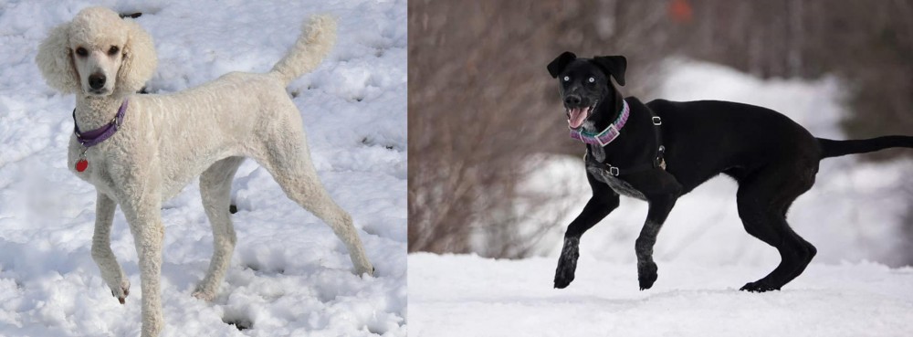 Eurohound vs Poodle - Breed Comparison