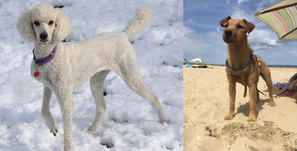 Fell Terrier vs Poodle - Breed Comparison
