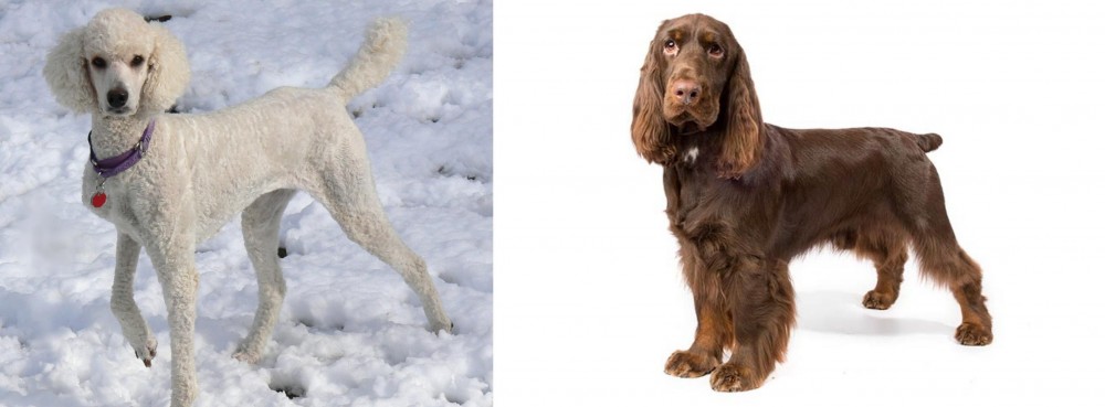 Field Spaniel vs Poodle - Breed Comparison
