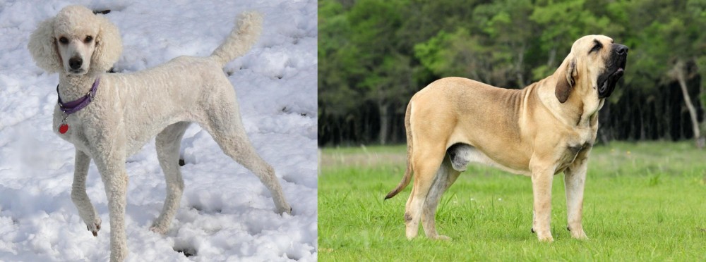 Fila Brasileiro vs Poodle - Breed Comparison